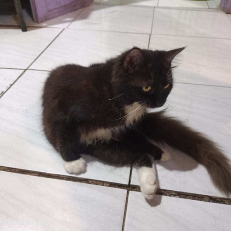 Kucing Black Zemo